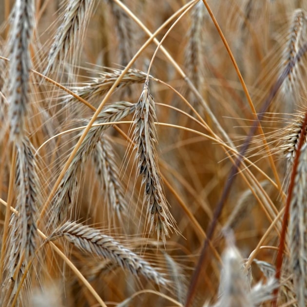AtFarm